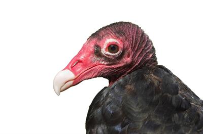 vulture image